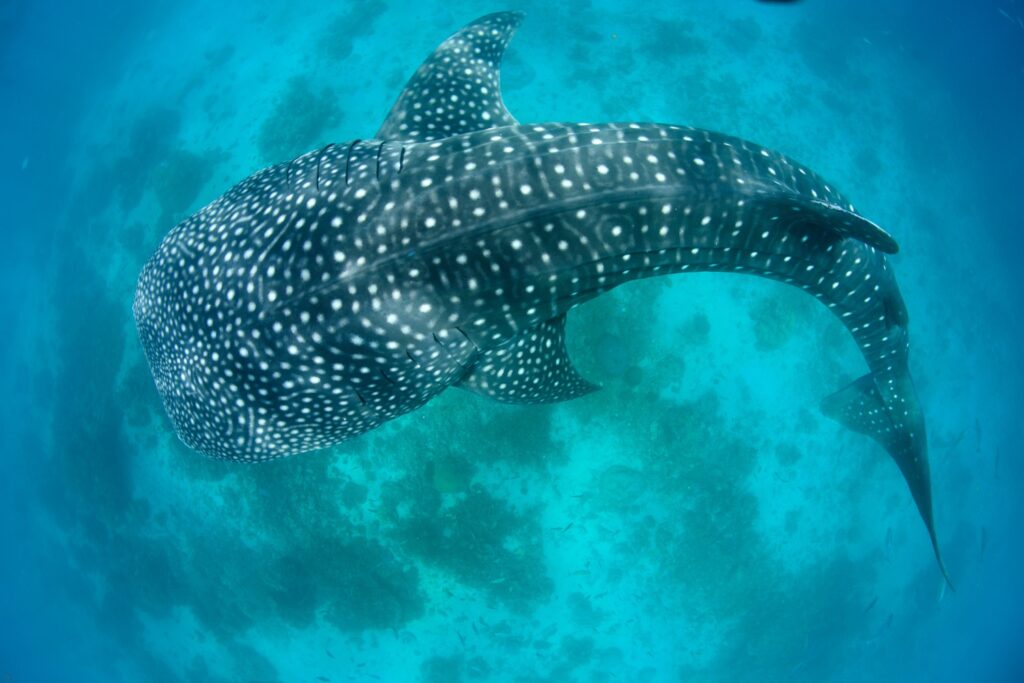 Whale shark swimming through turquoise water above a reef