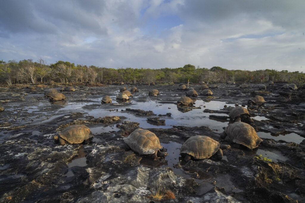 Aldabra Giant Tortoise Population Reaches 180,000 2 A large group of Aldabra giant tortoises across rocky terrain and shallow pools