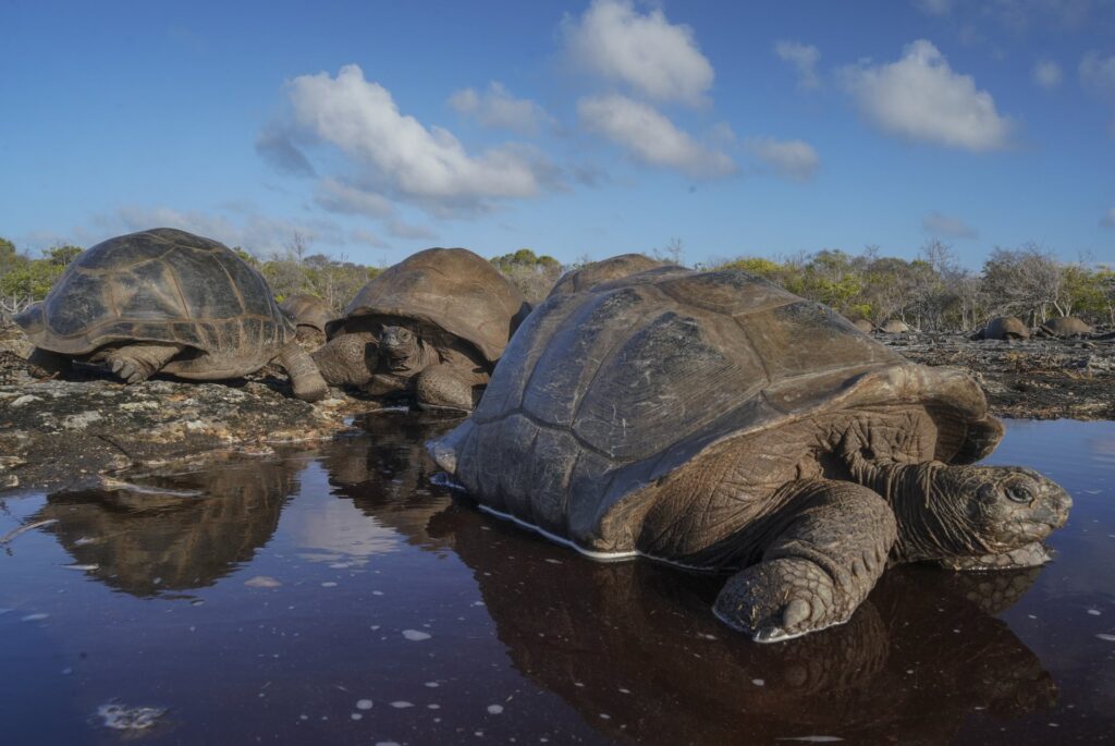 Aldabra Giant Tortoise Population Reaches 180,000 1 Aldabra giant tortoises gathered beside a shallow pool