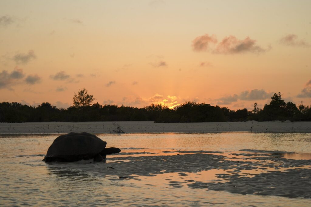 Aldabra Giant Tortoise Population Reaches 180,000 3 A giant tortoise silhouetted beside shallow water at sunset