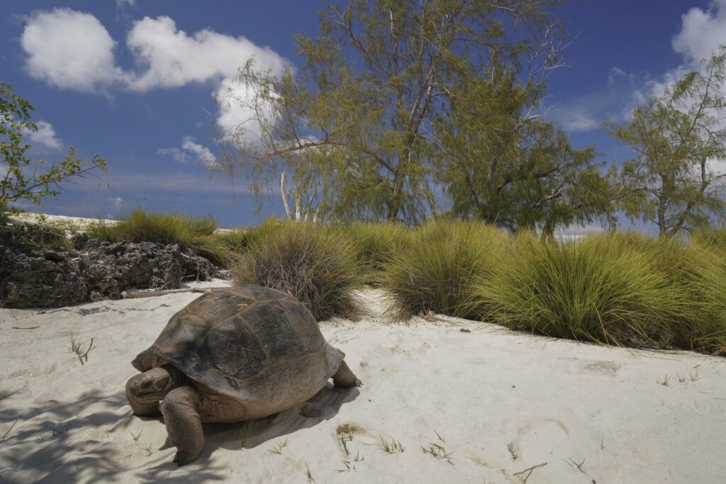 An Aldabra giant tortoise on white sand beside coastal grasses and trees